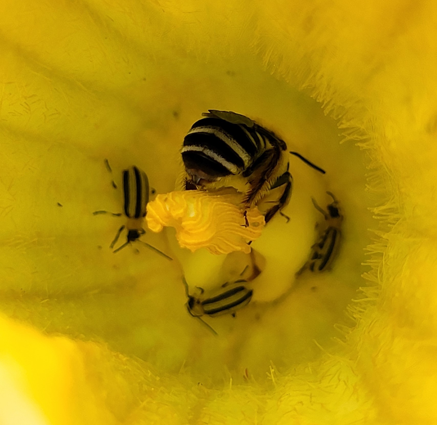 Striped cucumber beetles inside a squash flower.